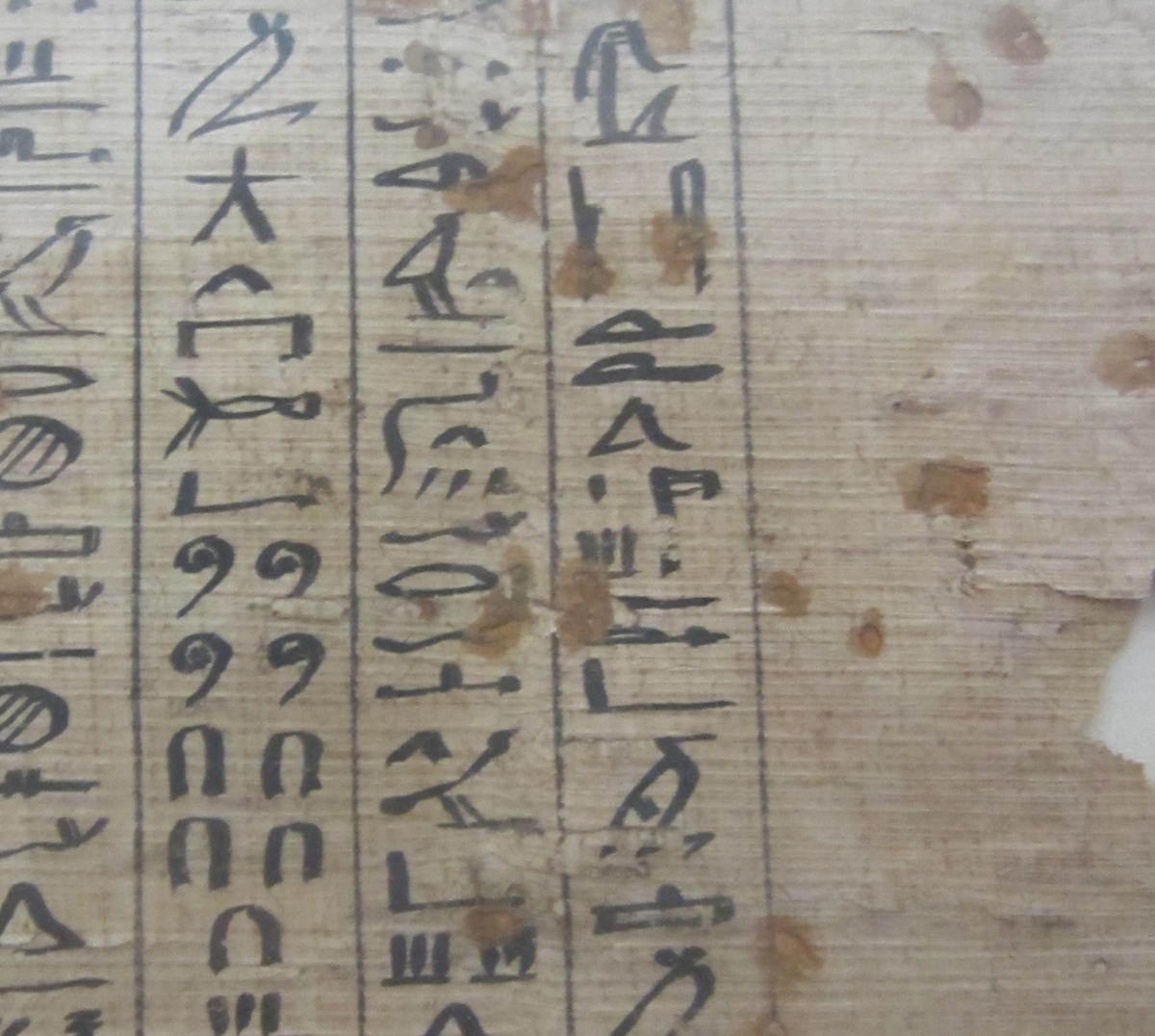 Hieroglyphs on a papyrus from the Museo Egizio.